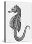 Etching of the Singular Little Species of Pipe Fish Known as the Sea Horse-null-Stretched Canvas