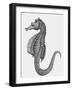 Etching of the Singular Little Species of Pipe Fish Known as the Sea Horse-null-Framed Photographic Print