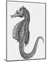 Etching of the Singular Little Species of Pipe Fish Known as the Sea Horse-null-Mounted Photographic Print