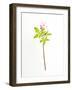 Eternal-Will Wilkinson-Framed Photographic Print