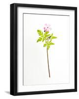 Eternal-Will Wilkinson-Framed Photographic Print