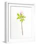 Eternal-Will Wilkinson-Framed Photographic Print