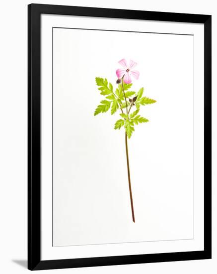 Eternal-Will Wilkinson-Framed Photographic Print