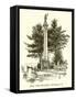 Ethan Allen Monument, Burlington, VT-null-Framed Stretched Canvas