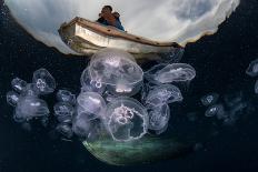 Moon Jellyfish (Aurelia Aurita) Aggregate in an Ocean Gyre in Eastern Indonesia. this Species of Je-Ethan Daniels-Photographic Print