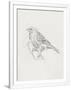 Gramercy White