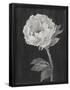 Essential Black