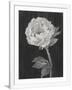 Gramercy White