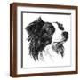 Brown Frame