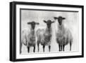Black Frame