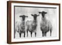 Brown Frame