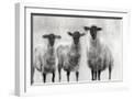 White Frame