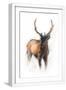 White Frame