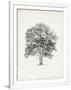 Gramercy White
