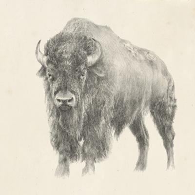 Western Bison Study
