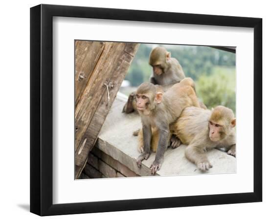 Premium Photographic Print, , large