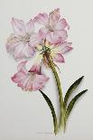 Amaryllis Belladonna, circa 1910-Ethel May Dixie-Giclee Print