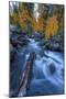 Etheral Autumn Vision - Fall Color, Bishop Creek Canton, Eastern Sierras California-Vincent James-Mounted Photographic Print