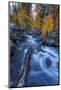 Etheral Autumn Vision - Fall Color, Bishop Creek Canton, Eastern Sierras California-Vincent James-Mounted Photographic Print