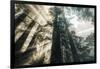 Etheral Beams of Forest Light- Redwoods California Coast-Vincent James-Framed Photographic Print