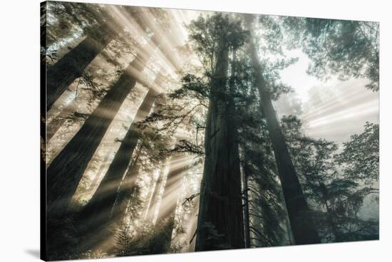 Etheral Beams of Forest Light- Redwoods California Coast-Vincent James-Stretched Canvas