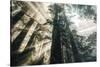 Etheral Beams of Forest Light- Redwoods California Coast-Vincent James-Stretched Canvas