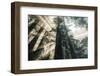 Etheral Beams of Forest Light- Redwoods California Coast-Vincent James-Framed Photographic Print