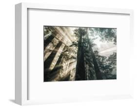 Etheral Beams of Forest Light- Redwoods California Coast-Vincent James-Framed Photographic Print