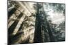 Etheral Beams of Forest Light- Redwoods California Coast-Vincent James-Mounted Photographic Print