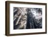 Etheral Forest Light and Mist - Redwoods California Coast-Vincent James-Framed Photographic Print