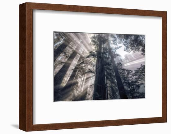 Etheral Forest Light and Mist - Redwoods California Coast-Vincent James-Framed Photographic Print