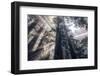 Etheral Forest Light and Mist - Redwoods California Coast-Vincent James-Framed Photographic Print