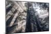 Etheral Forest Light and Mist - Redwoods California Coast-Vincent James-Mounted Photographic Print