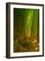 Ethereal Bamboo Forest, Maui, Hawaii-Vincent James-Framed Photographic Print