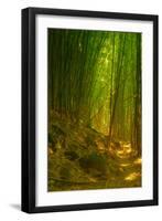 Ethereal Bamboo Forest, Maui, Hawaii-Vincent James-Framed Photographic Print