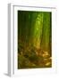 Ethereal Bamboo Forest, Maui, Hawaii-Vincent James-Framed Photographic Print