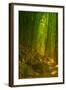 Ethereal Bamboo Forest, Maui, Hawaii-Vincent James-Framed Photographic Print