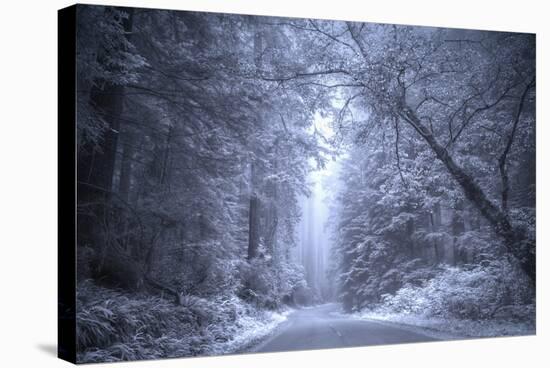 Ethereal Coastal Highway, Redwood Coast California-Vincent James-Stretched Canvas