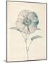 Ethereal Floral II-Collezione Botanica-Mounted Giclee Print