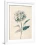 Ethereal Floral III-Collezione Botanica-Framed Giclee Print