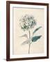 Ethereal Floral III-Collezione Botanica-Framed Giclee Print