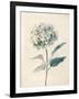 Ethereal Floral III-Collezione Botanica-Framed Giclee Print