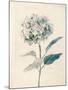 Ethereal Floral III-Collezione Botanica-Mounted Giclee Print