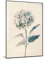 Ethereal Floral III-Collezione Botanica-Mounted Giclee Print