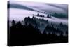 Ethereal Fog Flow Through The Trees, California Mount Tamalpais-Vincent James-Stretched Canvas