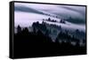 Ethereal Fog Flow Through The Trees, California Mount Tamalpais-Vincent James-Framed Stretched Canvas