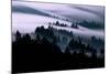 Ethereal Fog Flow Through The Trees, California Mount Tamalpais-Vincent James-Mounted Photographic Print