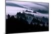 Ethereal Fog Flow Through The Trees, California Mount Tamalpais-Vincent James-Mounted Photographic Print