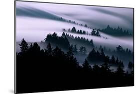 Ethereal Fog Flow Through The Trees, California Mount Tamalpais-Vincent James-Mounted Photographic Print