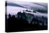 Ethereal Fog Flow Through The Trees, California Mount Tamalpais-Vincent James-Stretched Canvas